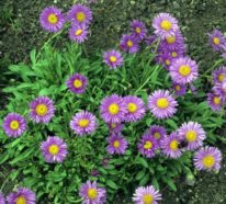 5 beliebte Blumen, die Ihren Garten zum Strahlen bringen
