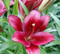 5 beliebte Blumen, die Ihren Garten zum Strahlen bringen