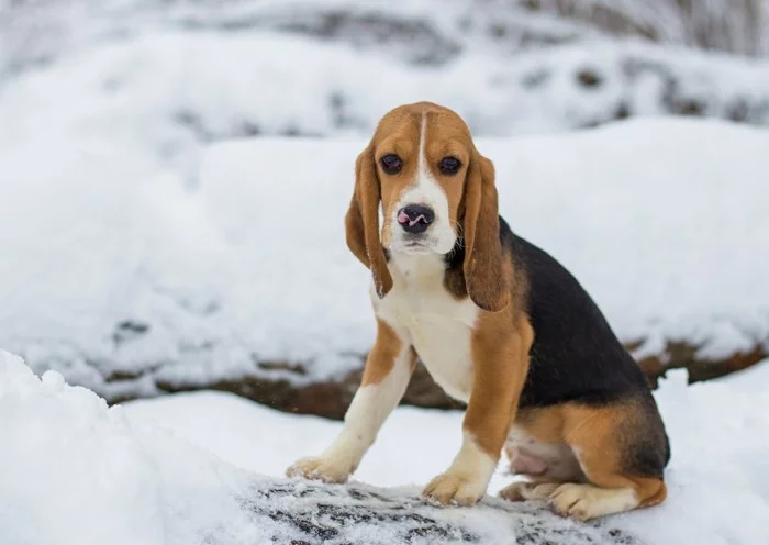 beliebte hunderassen beagle im schnee