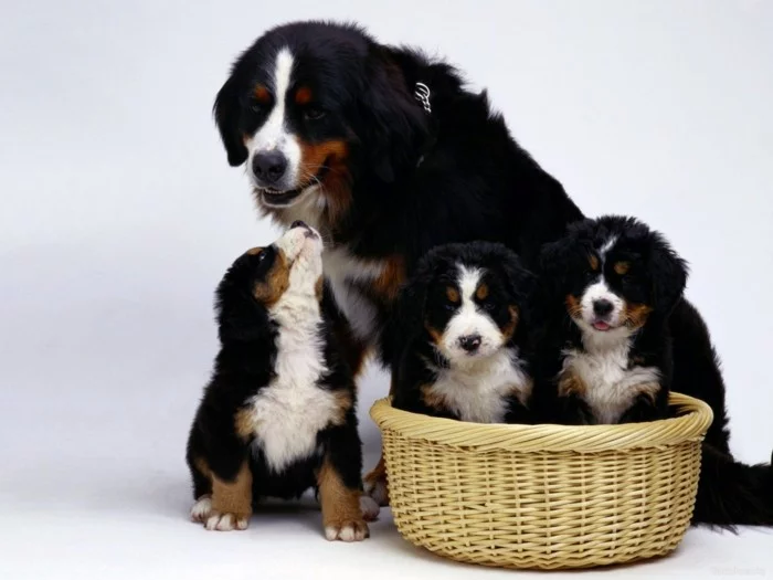 beliebte hunderassen berner sennenhund familie