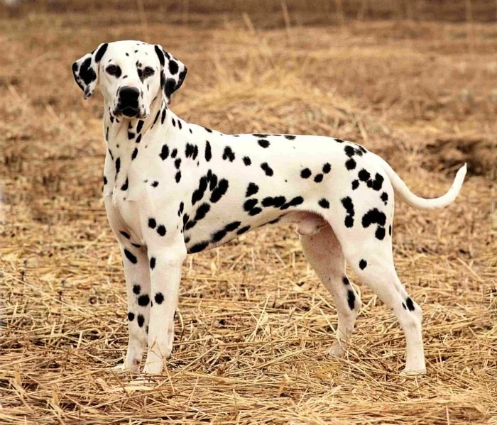 beliebte hunderassen dalmatiner
