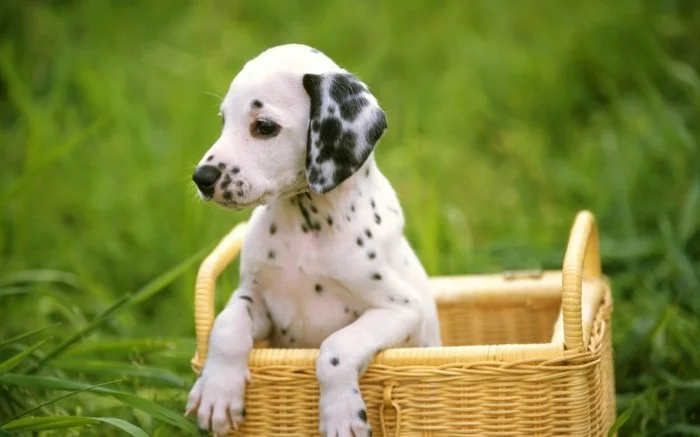 beliebte hunderassen dalmatiner2