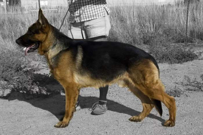 beliebte hunderassen deutscher scheferhund an der leine