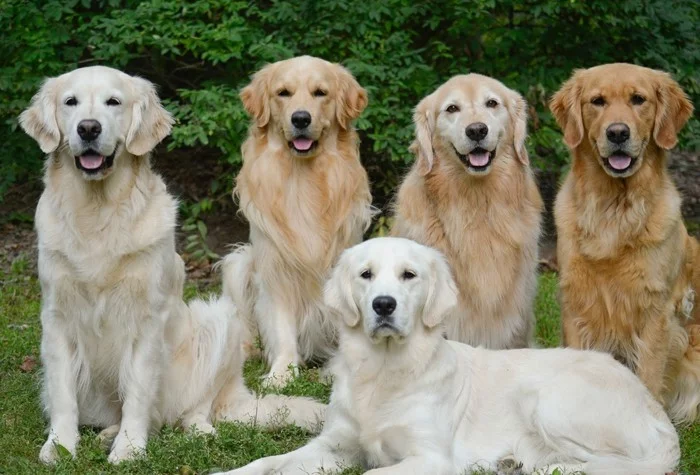 beliebte hunderassen fünf hunde golden retriever