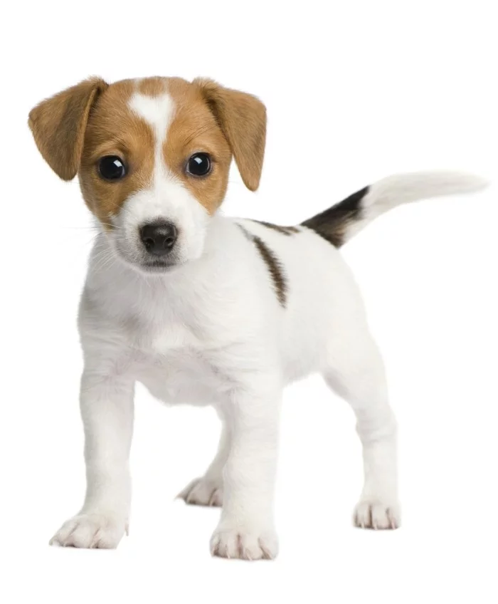 beliebte hunderassen jack russel terrier welpe