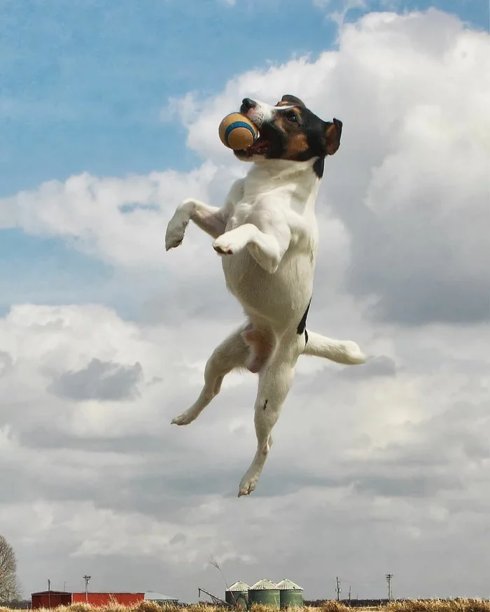 beliebte hunderassen jack russel terrier im sprung 