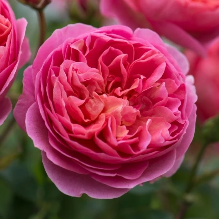 boscobel rose