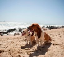 Urlaub mit Hund: Was sollten Sie dabei beachten?