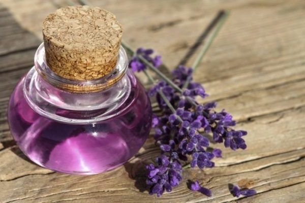 lavendel im topf pflegetipps und wichtige fakten