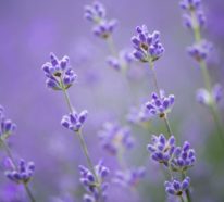 Lavendelöl- Warum wir mehr über ätherische Öle wissen sollten?