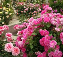 Moderne Gartengestaltung: Die optimale Nutzung der Farben