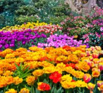 Moderne Gartengestaltung: Die optimale Nutzung der Farben