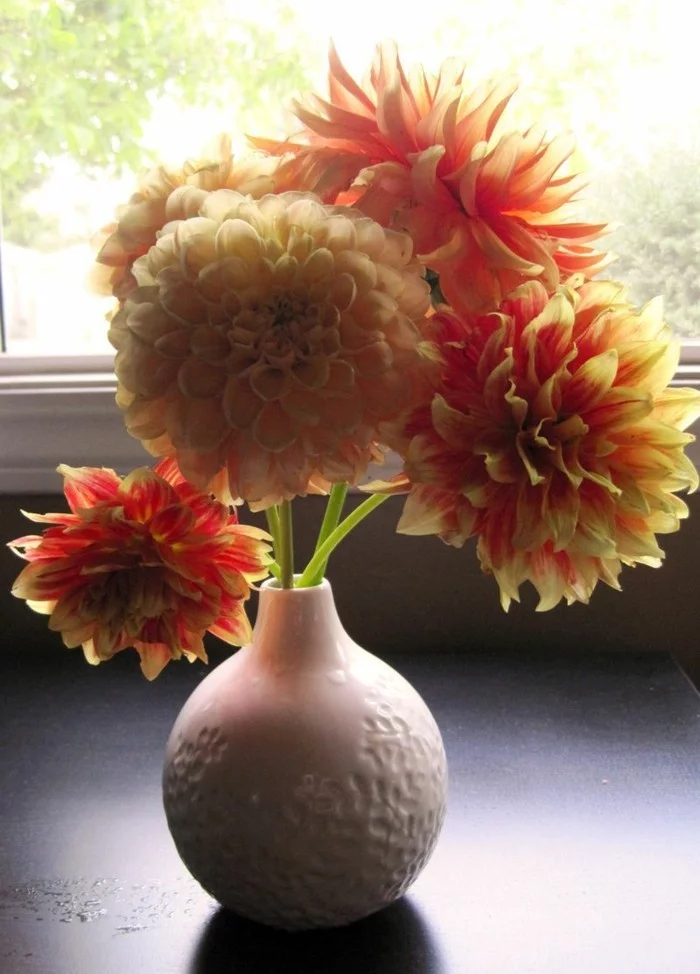 gartenpflanzen dahlie in vase