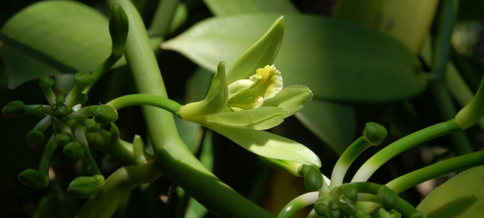 heilkräuter gegen kopfweh Vanilla fragrans