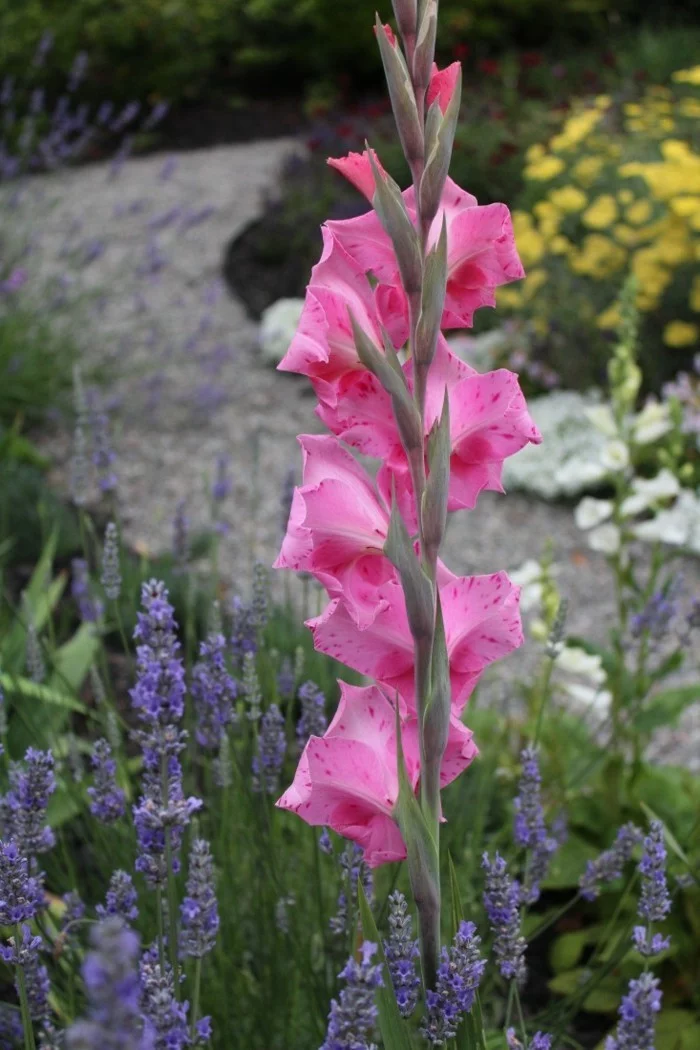 herbstblumen gladiole in rosa verschönert den außenbereich im herbst