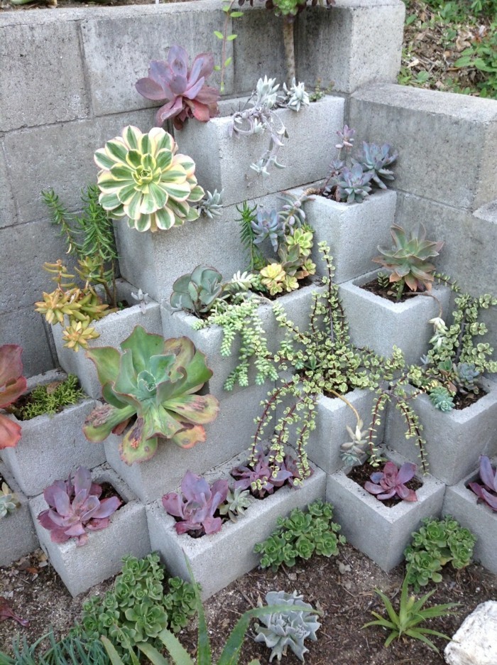 Sukkulenten Im Garten / Steingarten Winterharte