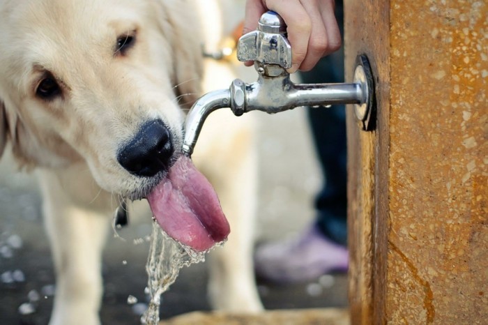 reisen und urlaub mit dem hund genug wasser trinken