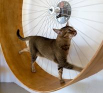 Katzenspielzeug selber machen- 65 prickelnde Ideen und Beispiele dafür