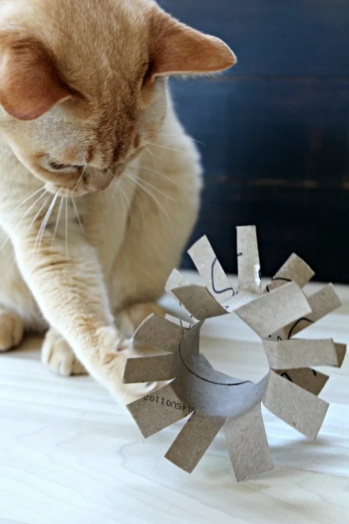 katzenspielzeug selber machen basteln mit klopapierrollen
