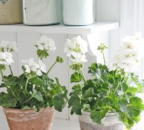 11 pflegeleichte Zimmerpflanzen und Heilkräuter, mit denen das Leben besser ist