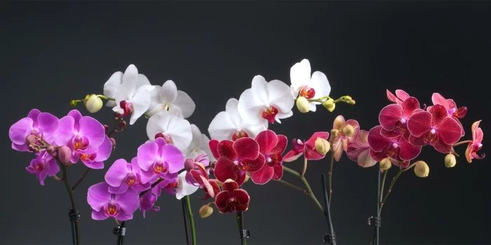 pflegeleiche zimmerpflanzen heilkraeuter orchideen 2