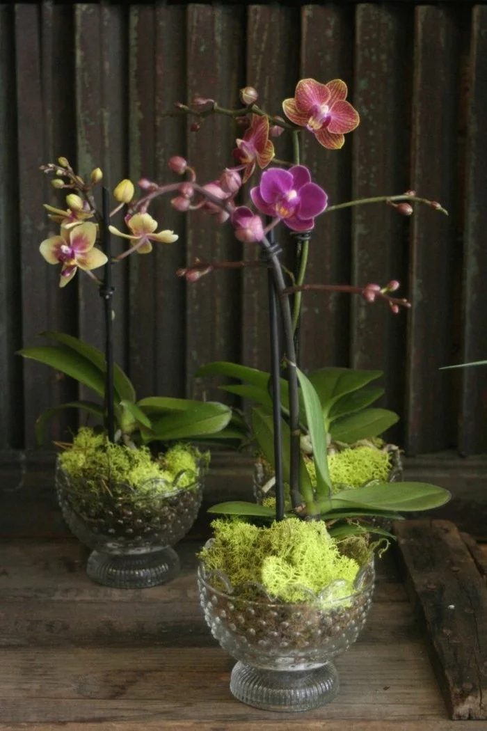 pflegeleiche zimmerpflanzen heilkraeuter orchideen