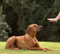Hundeleckerlis: Kausnacks-Arten und ihre Vorteile