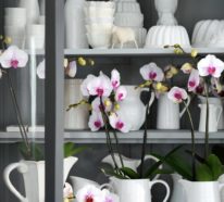 Stilvolle DIY-Dekoration mit Zimmerpflanzen schnell und praktisch gestalten – So geht es!