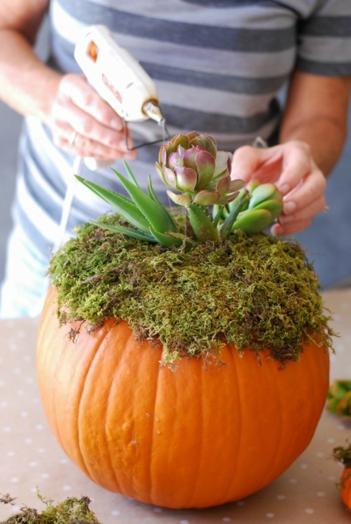 halloween kuerbis kreative dekoration mit kuerbissen und pflanzen