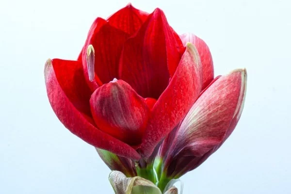 Amaryllis kurz vor der Blüte -bildet schöne rote Blüten 
