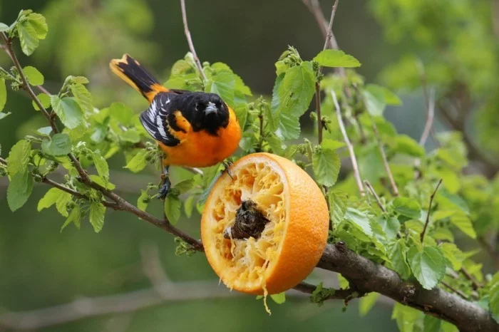 vogelfutterhaus selber bauen orangenschale