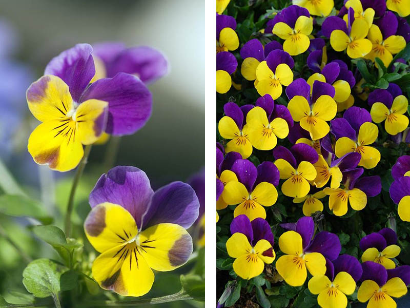 Frühblüher Hornveilchen gelb violett sehr beliebt