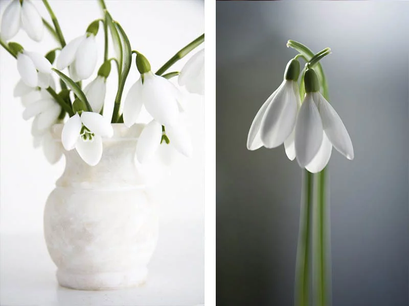 Frühblüher Schneeglöckchen Vase