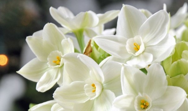 Frühlingsblumen weiße Narzisse