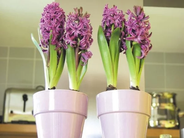 Hyazinthen Violett Farbe in der Küche