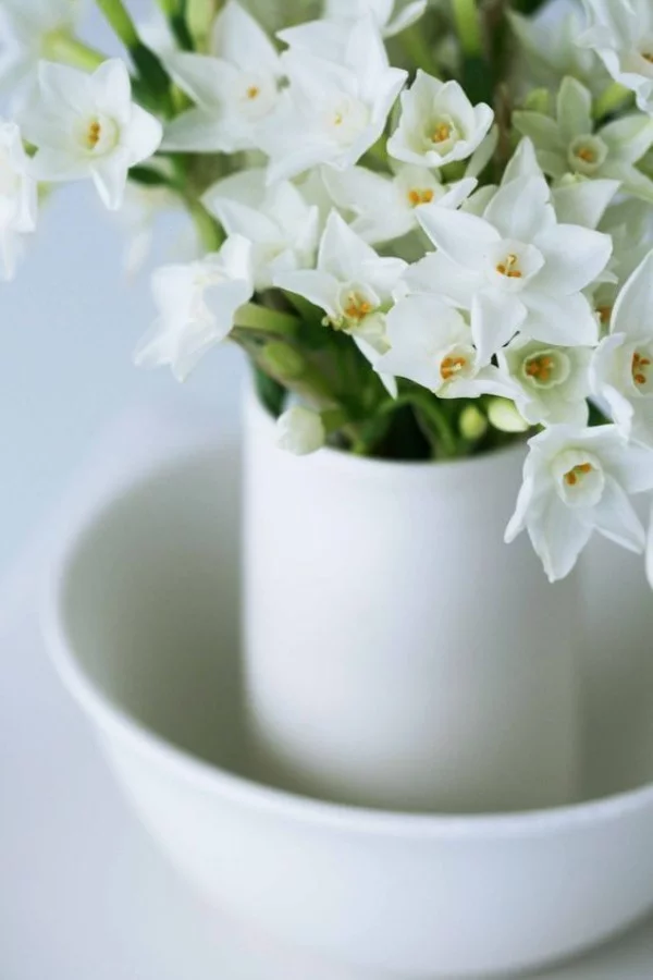 Narzissen in weißer Vase