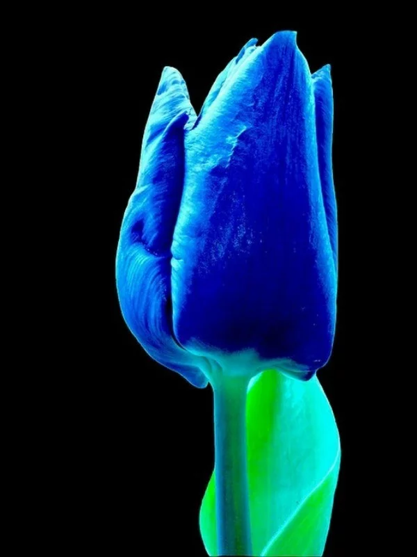 blaue Tulpe