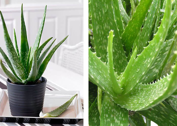 Aloe Vera Zimmerpflanze