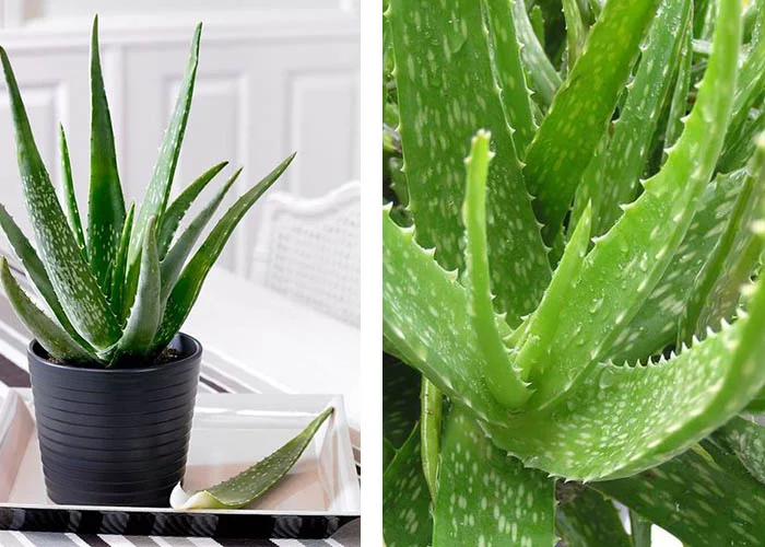 Aloe Vera Zimmerpflanze