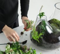 Pflanzen-Terrarium selber machen: Schritt für Schritt-Anleitung