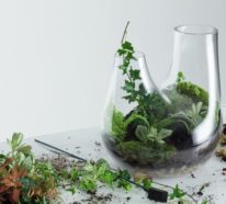 Pflanzen-Terrarium selber machen: Schritt für Schritt-Anleitung