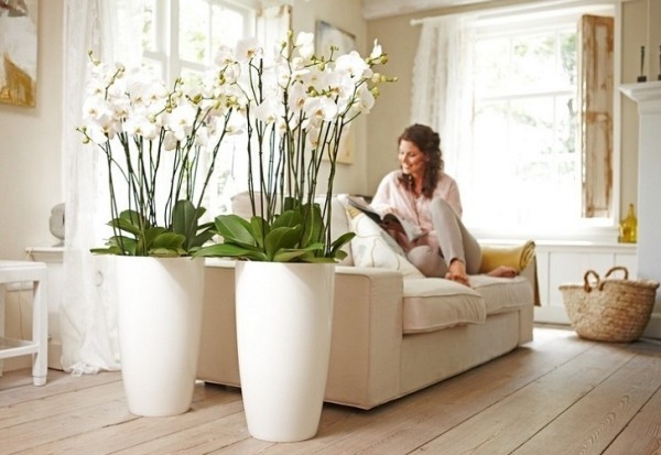 Weiße Orchideen helles Zimmer gemütliches Zuhause