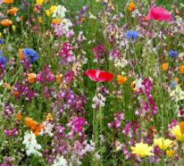 Samenbomben selber machen: Eine einfache Anleitung zu mehr Blumenpracht