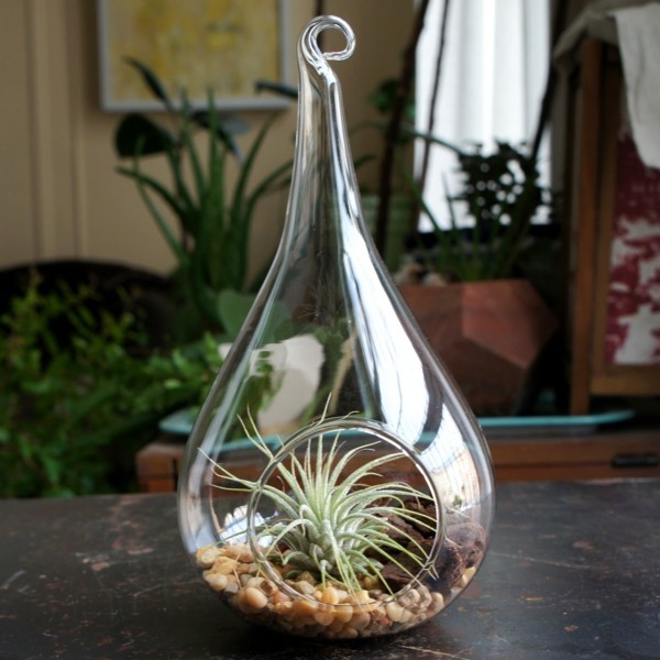 glas tolle form pflanzen terrarium