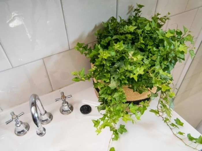 gruene pflanzen badezimmer gestalten doppelte ansicht efeu