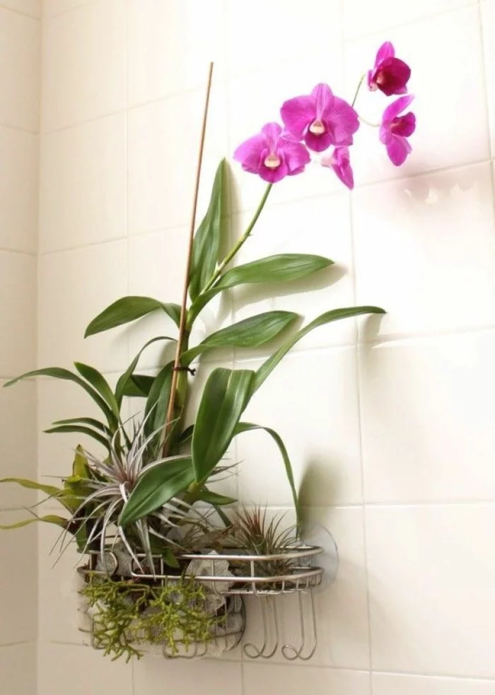 gruene pflanzen badezimmer gestalten orchideen