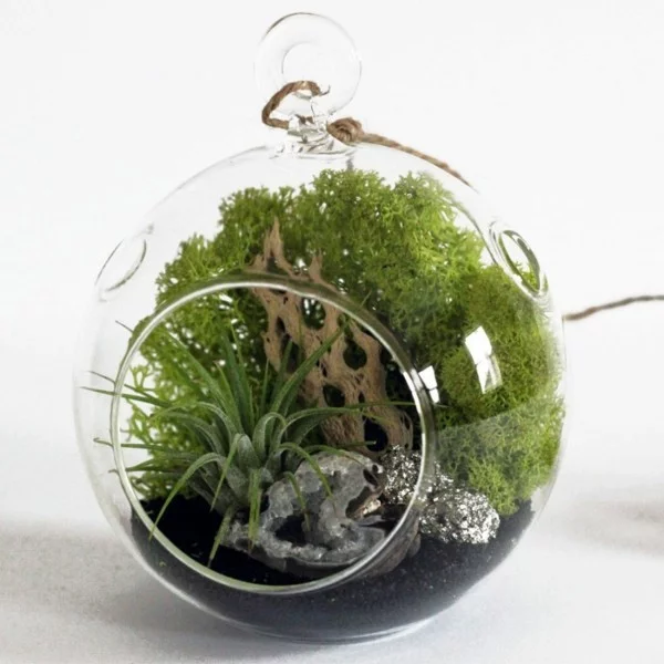 kugelförmiges pflanzen terrarium