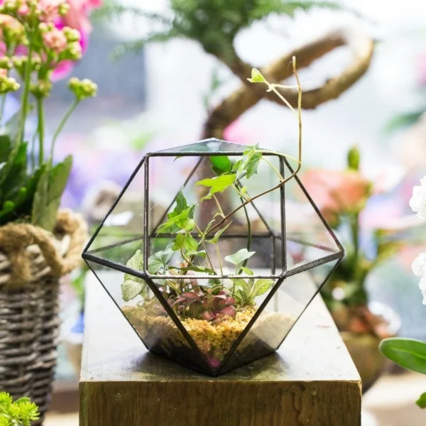 pflanzen terrarium tolle geometrische idee