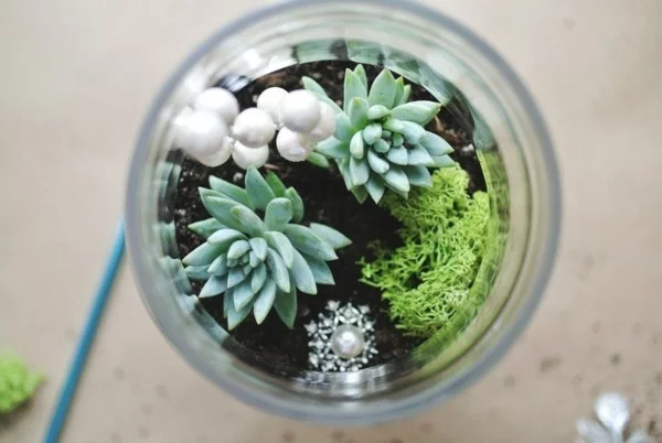rundes glas pflanzen terrarium