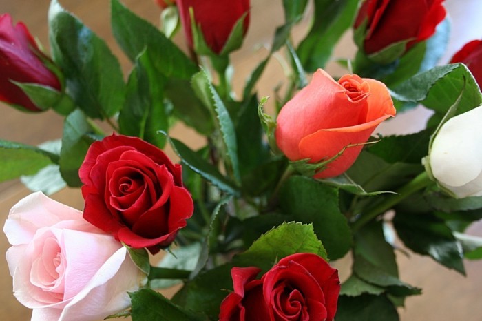 valentinstag blumen rosen vielfalt farben